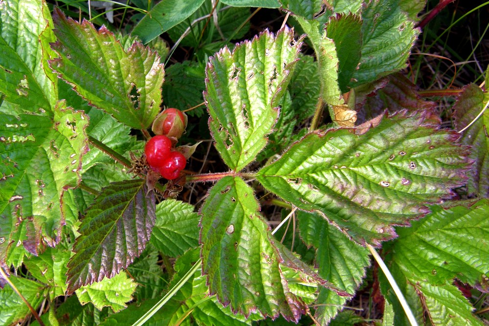 Image of Rubus saxatilis specimen.