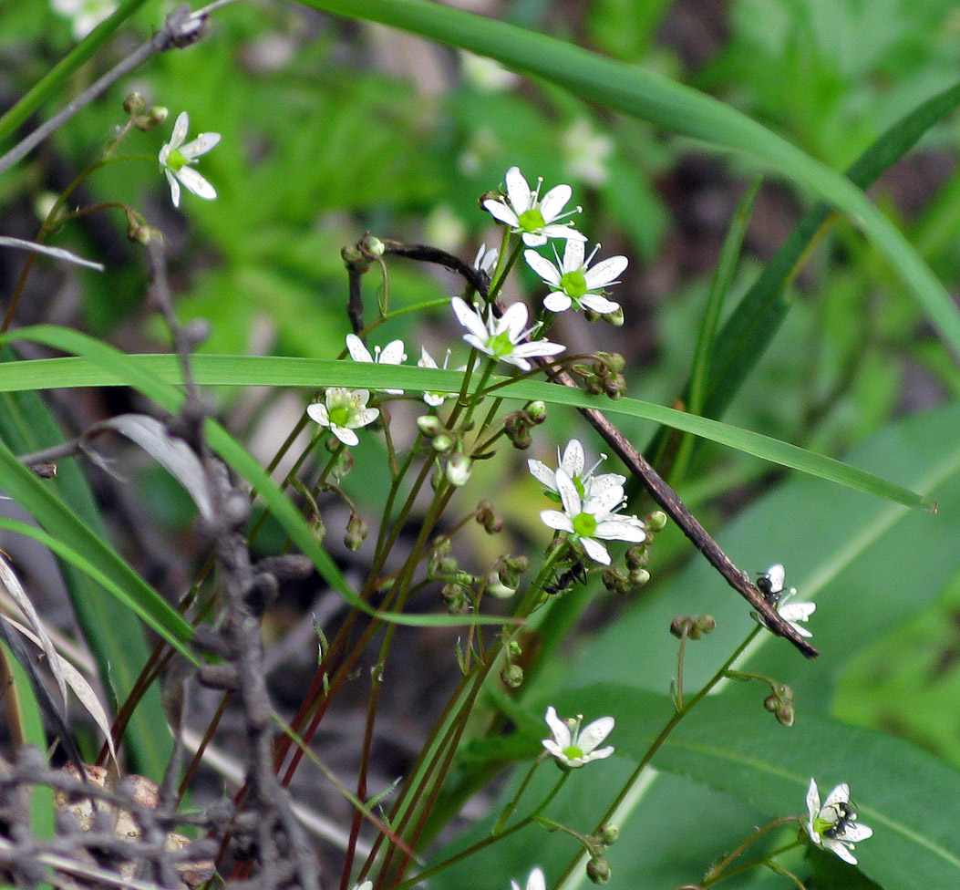 Изображение особи Saxifraga bronchialis.