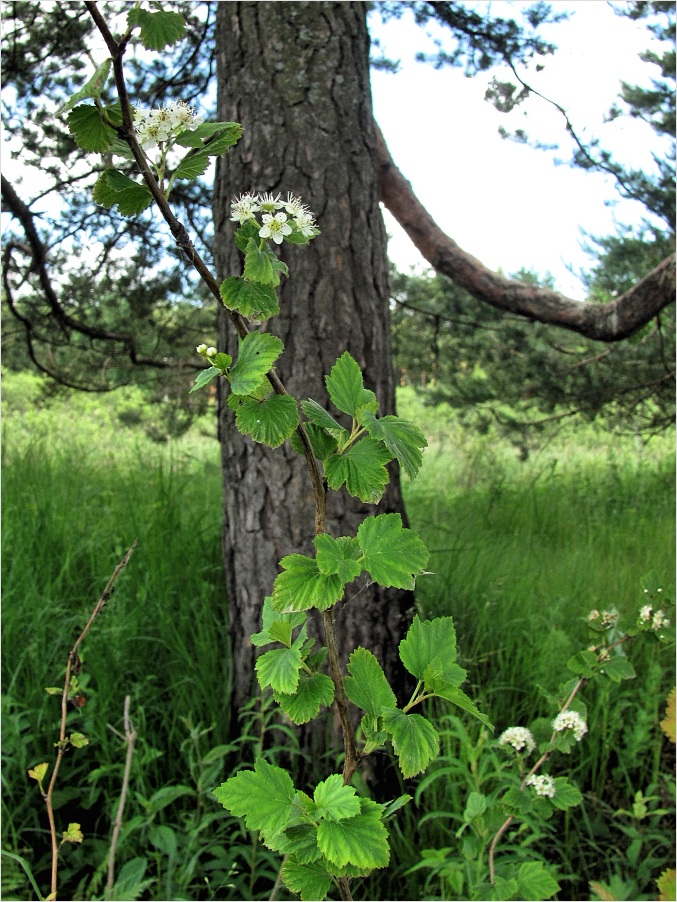 Image of Physocarpus opulifolius specimen.