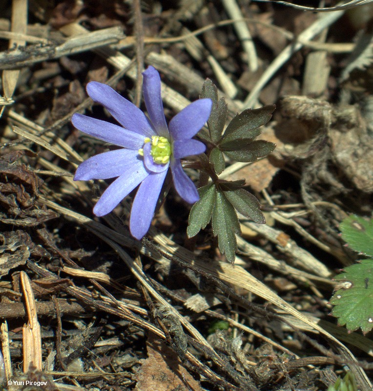 Image of Anemone caucasica specimen.