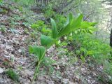 Polygonatum hirtum