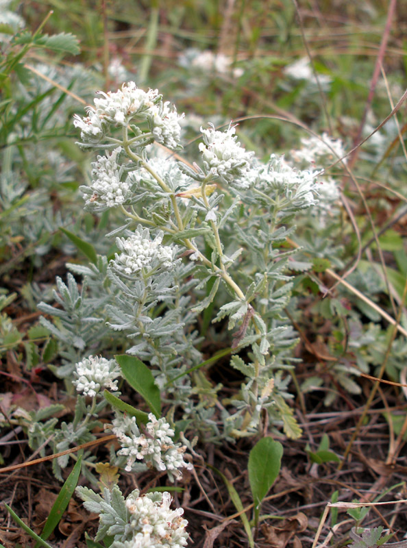 Image of Teucrium capitatum specimen.