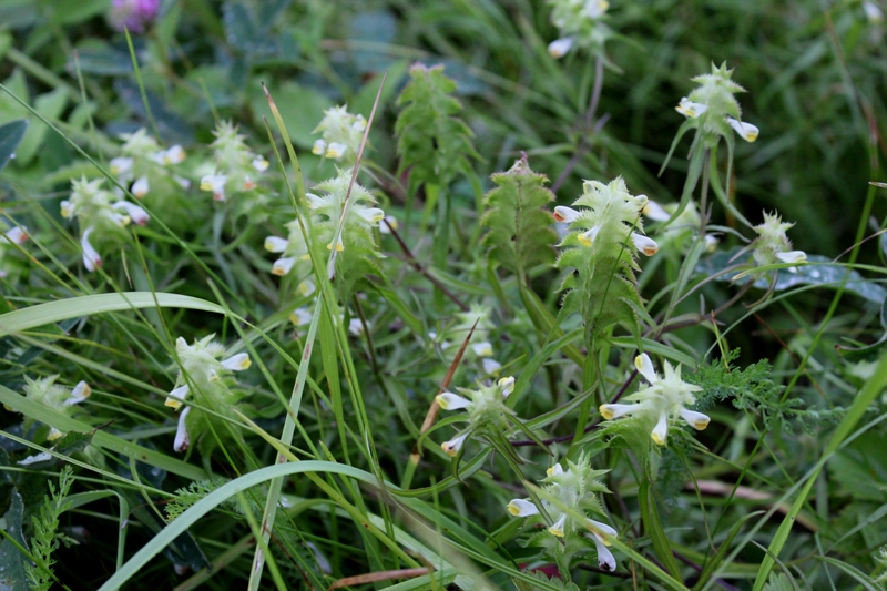 Image of Melampyrum cristatum specimen.