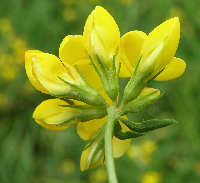 Image of genus Lotus specimen.