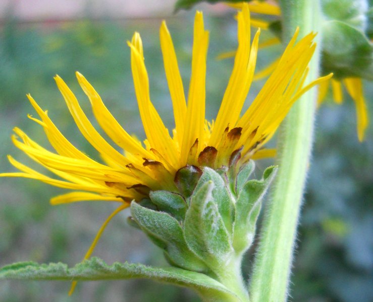 Изображение особи Inula helenium.