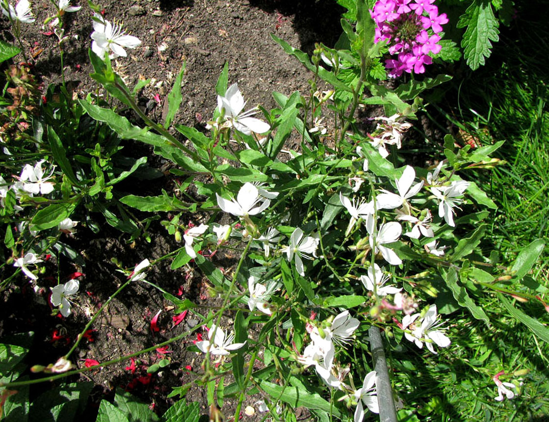 Image of Gaura lindheimeri specimen.