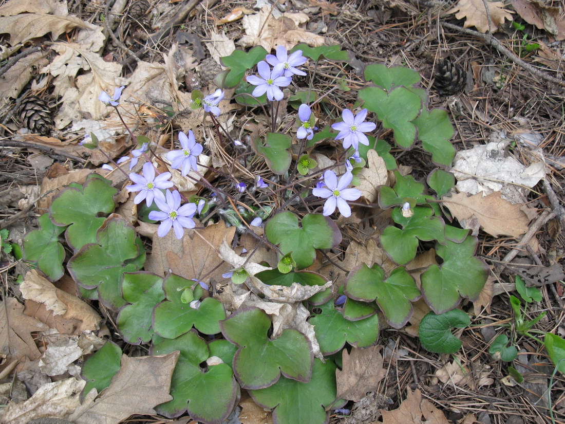 Image of Hepatica nobilis specimen.