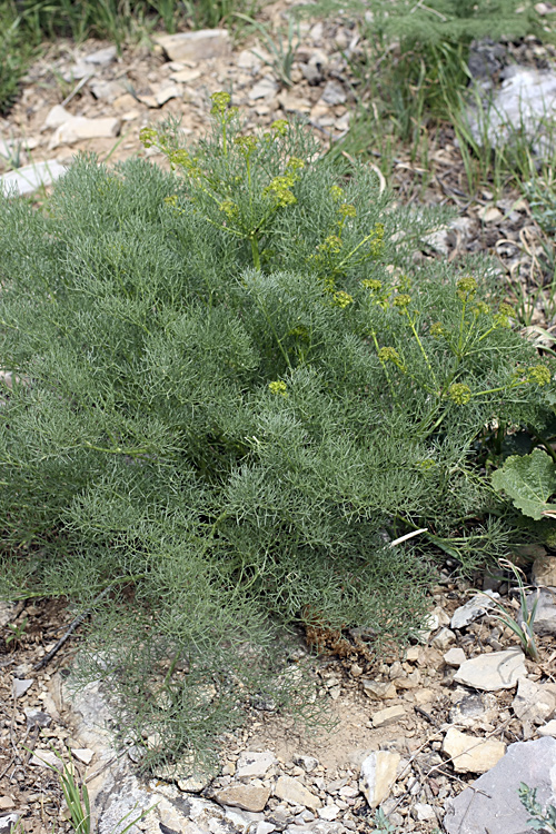 Image of Prangos ornata specimen.