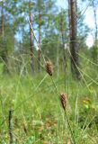 Carex lasiocarpa. Верхушка плодоносящего растения. Архангельская обл., Вельский р-н, окр. ур. Куваш, заболоченный сфагновый лес. 12.08.2012.