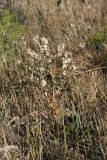 Rindera echinata. Плодоносящее растение. Южный Казахстан, нижний Боролдай, лощина Акжар. 04.06.2012.