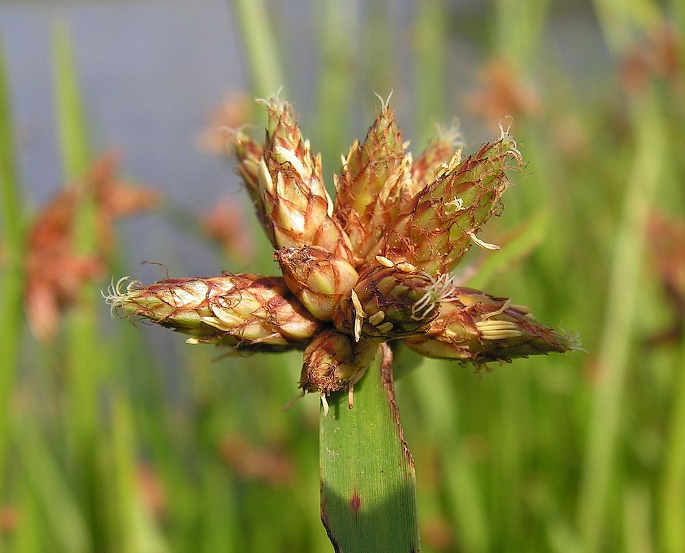 Image of Schoenoplectus triqueter specimen.