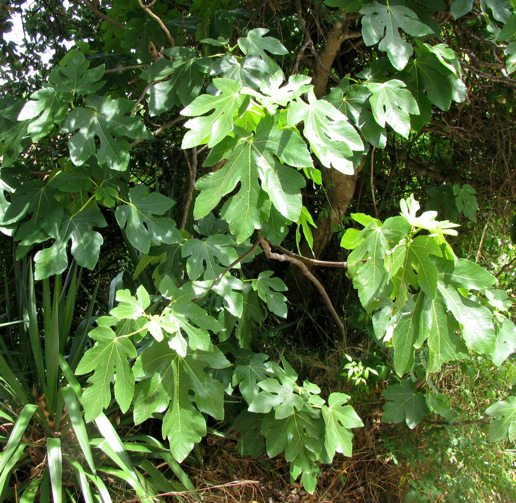 Image of Ficus carica specimen.