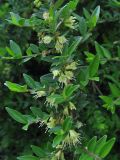 Lonicera ligustrina variety pileata. Часть цветущей ветви. Нидерланды, Гронинген, городской парк. 28 апреля 2007 г.