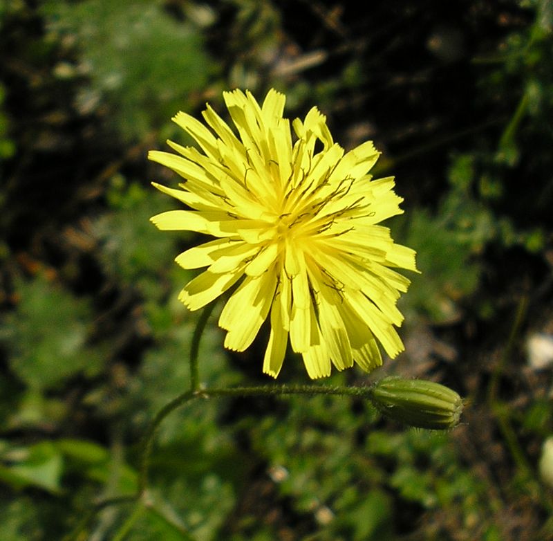 Image of Lagoseris sancta specimen.