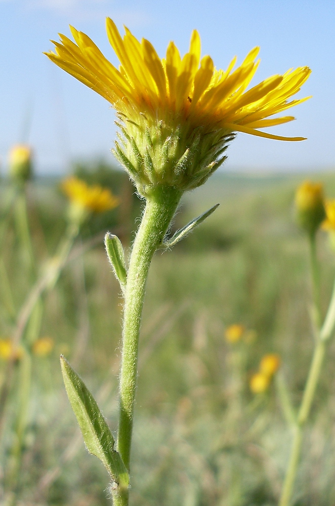 Image of Inula oculus-christi specimen.