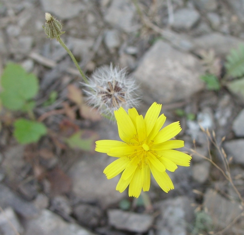 Image of genus Crepis specimen.