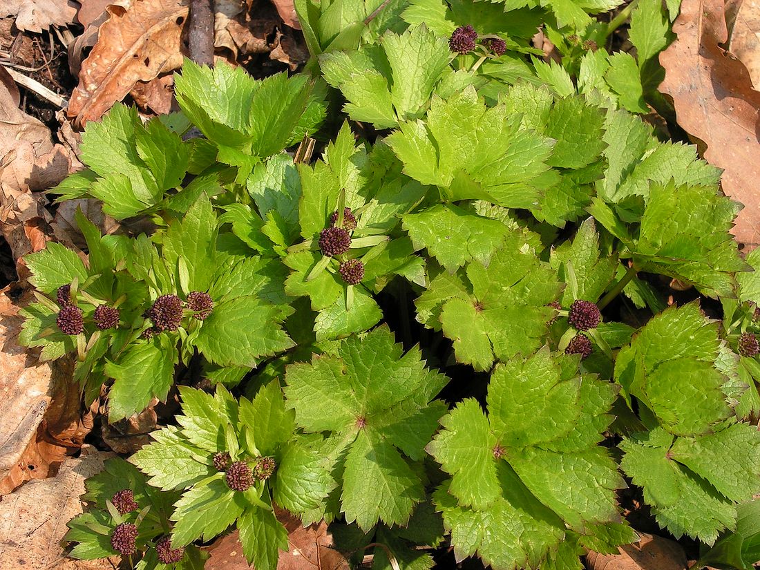 Image of Sanicula rubriflora specimen.