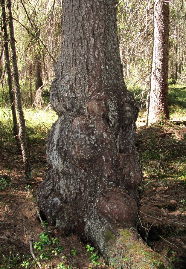 Изображение особи Picea obovata.