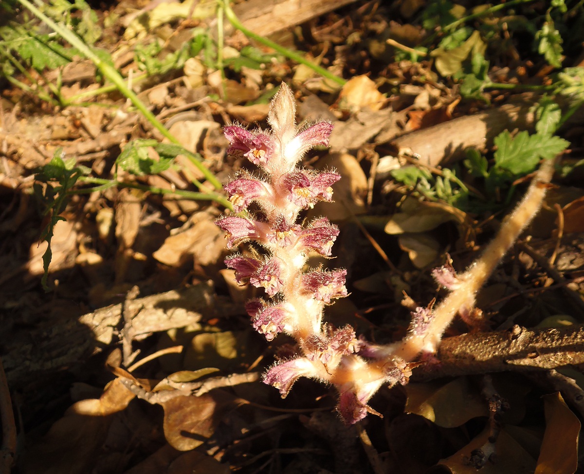 Image of Orobanche pubescens specimen.