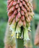 Kniphofia uvaria. Нижняя часть соцветия. Германия, г. Krefeld, Ботанический сад. 08.06.2013.