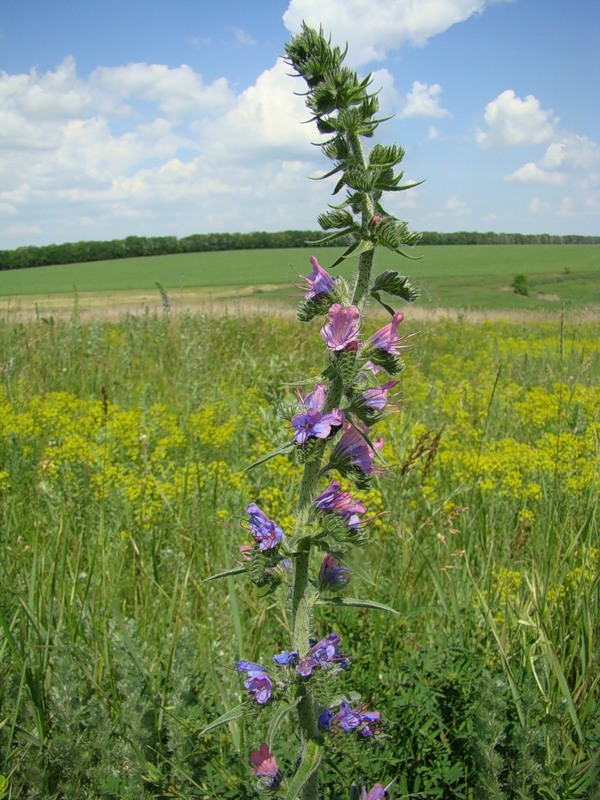 Image of Echium vulgare specimen.