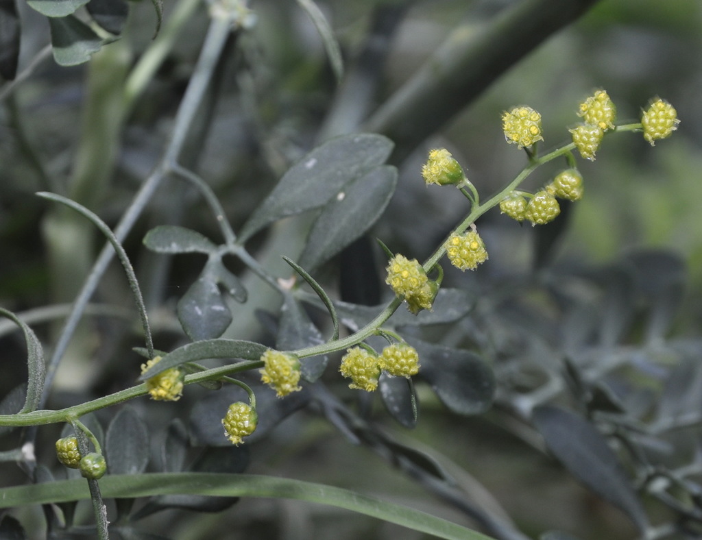 Image of Artemisia dracunculus specimen.