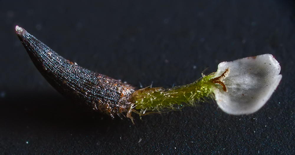 Image of Galinsoga parviflora specimen.