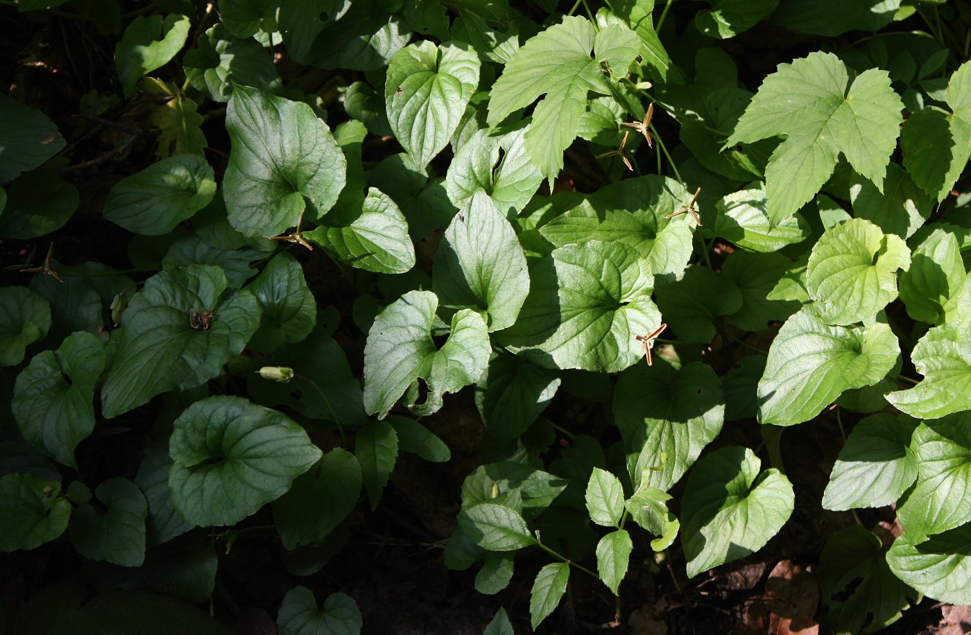 Image of Viola uliginosa specimen.