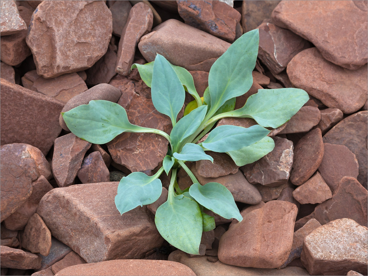 Image of Mertensia maritima specimen.