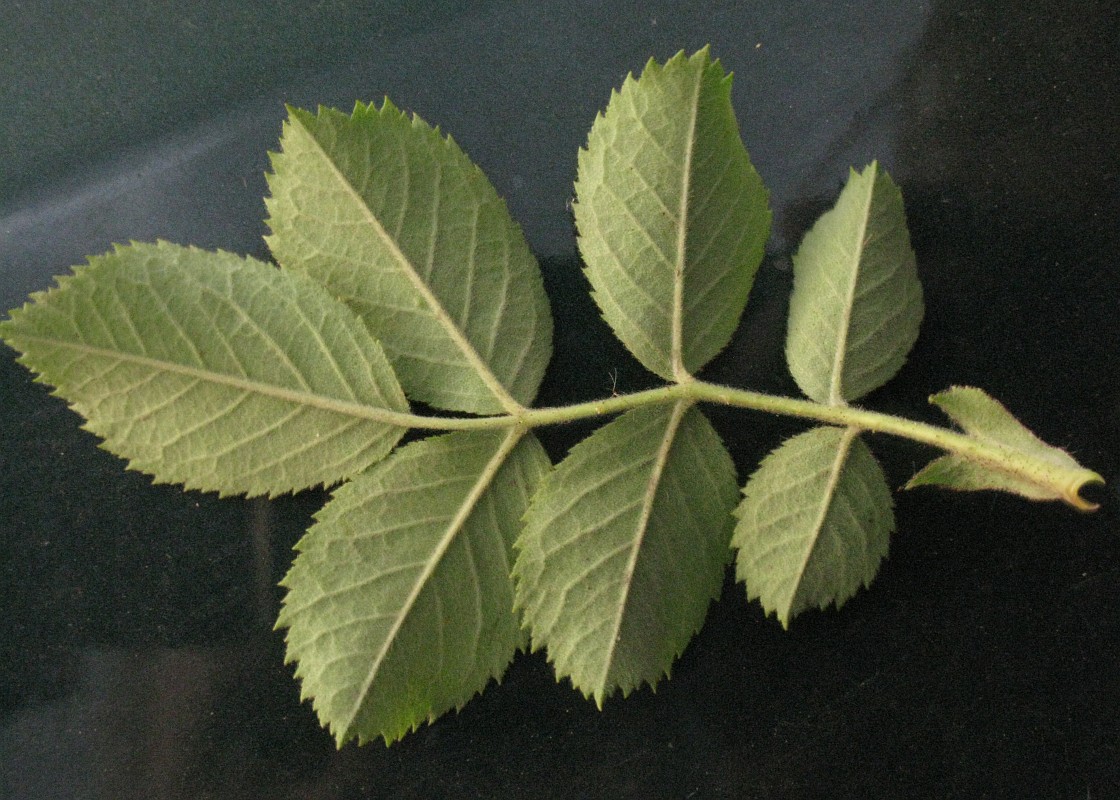 Image of genus Rosa specimen.