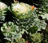 Brassica oleracea variety viridis. Вегетирующие растения. Германия, г. Essen, Grugapark. 29.09.2013.