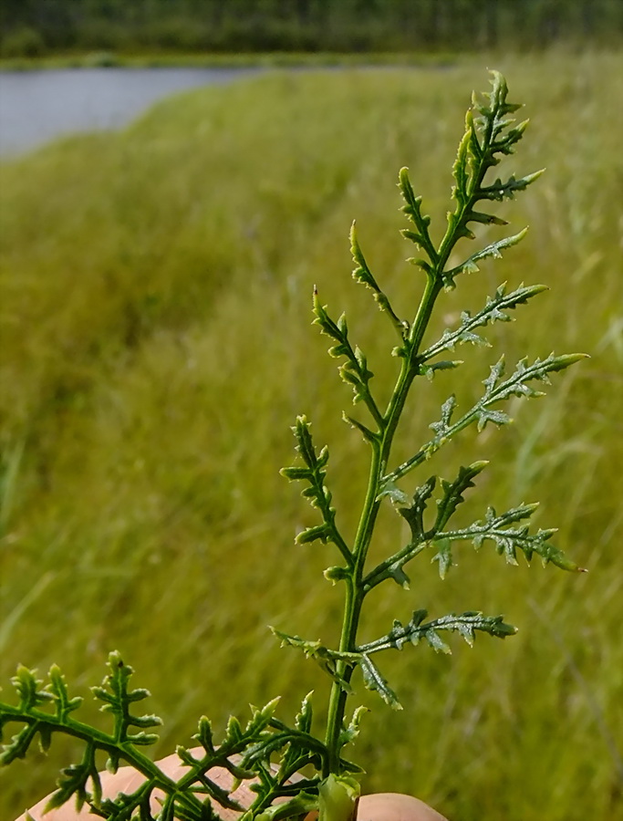 Image of Pedicularis grandiflora specimen.