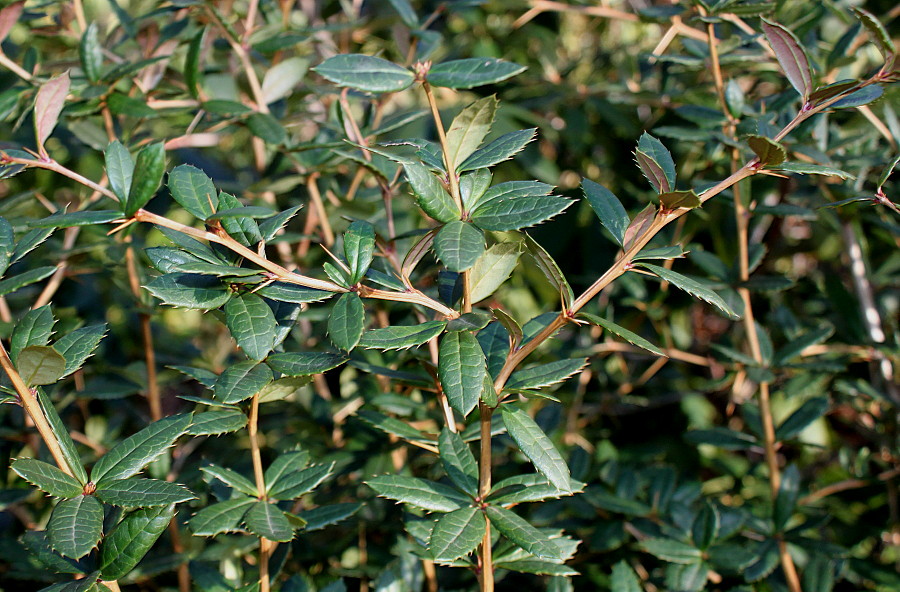 Изображение особи Berberis veitchii.