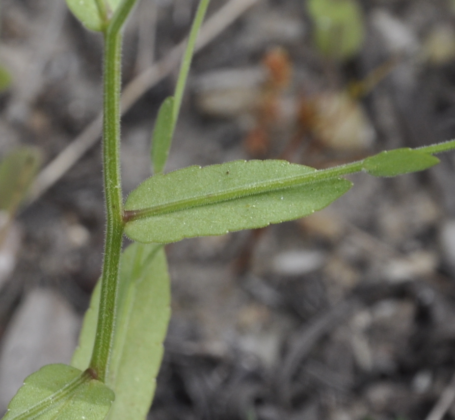 Image of genus Campanula specimen.