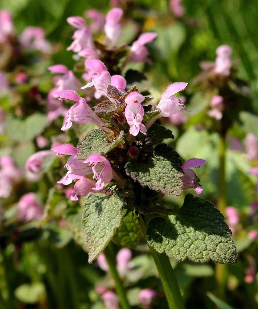 Изображение особи Lamium purpureum.