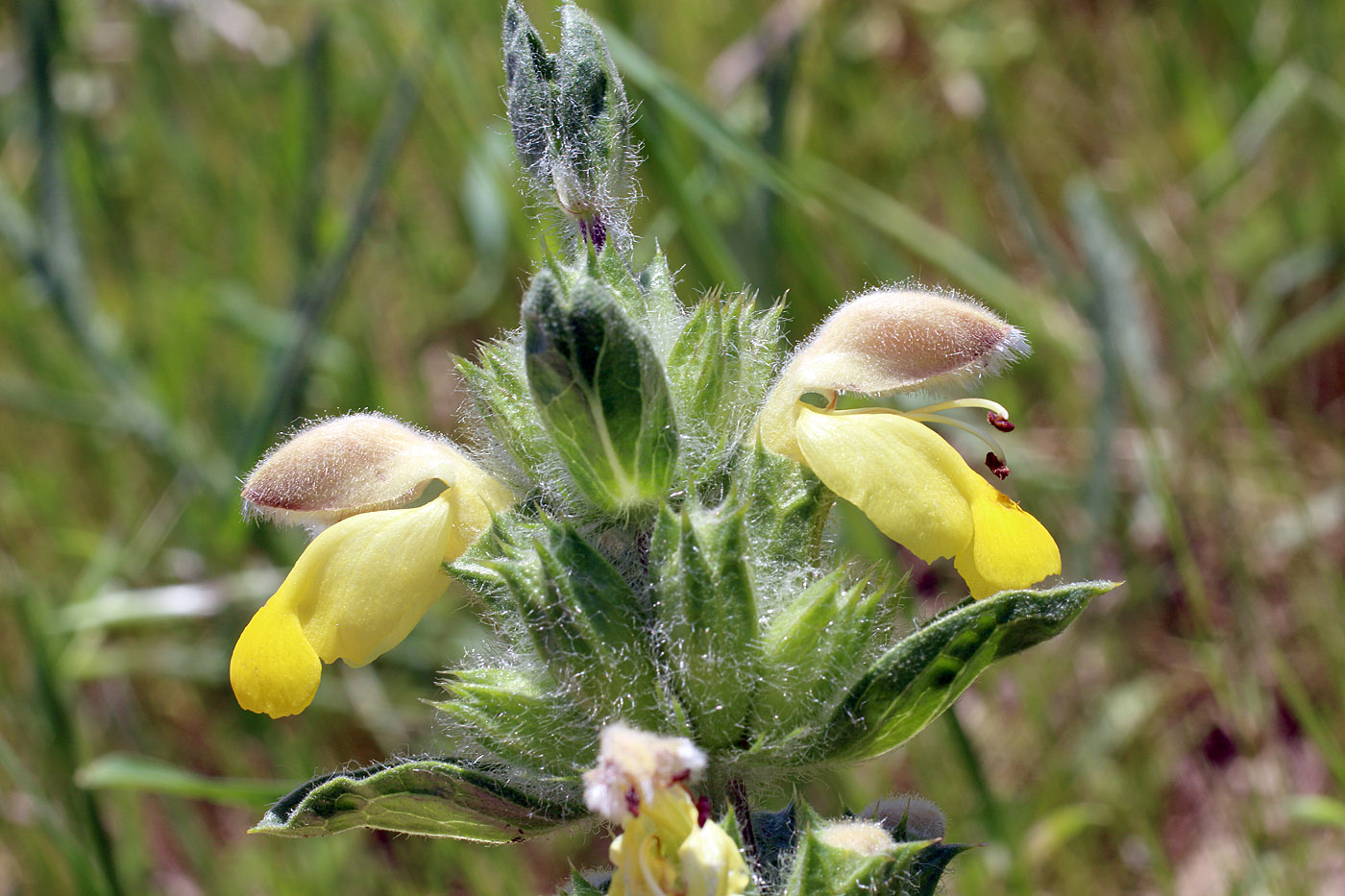 Image of Phlomoides labiosa specimen.