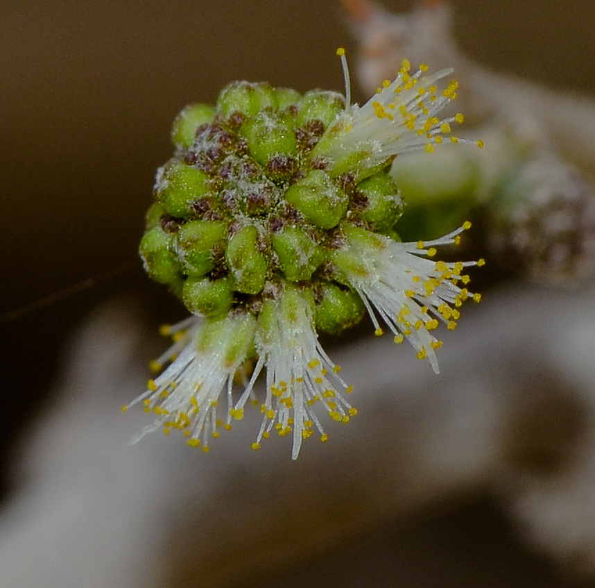 Изображение особи Vachellia tortilis ssp. raddiana.