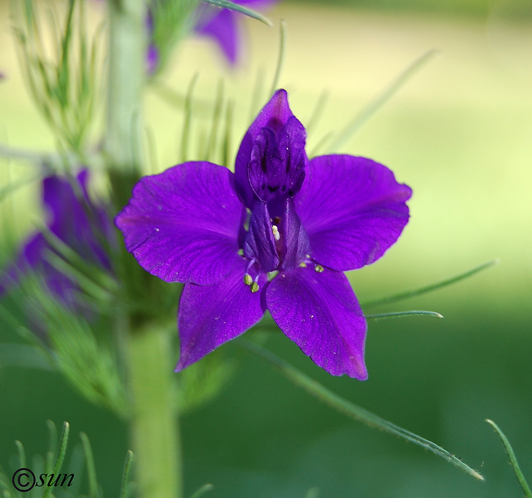 Изображение особи Delphinium hispanicum.