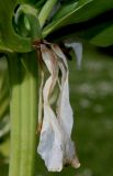 Fritillaria imperialis. Увядающий цветок. Германия, г. Дюссельдорф, Ботанический сад университета. 04.05.2014.