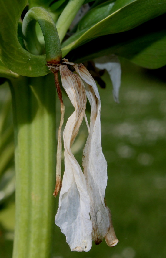 Image of Fritillaria imperialis specimen.