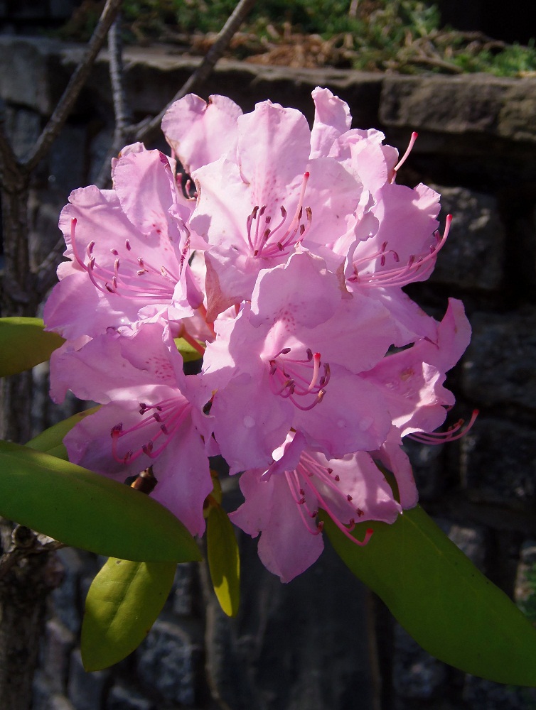 Изображение особи род Rhododendron.