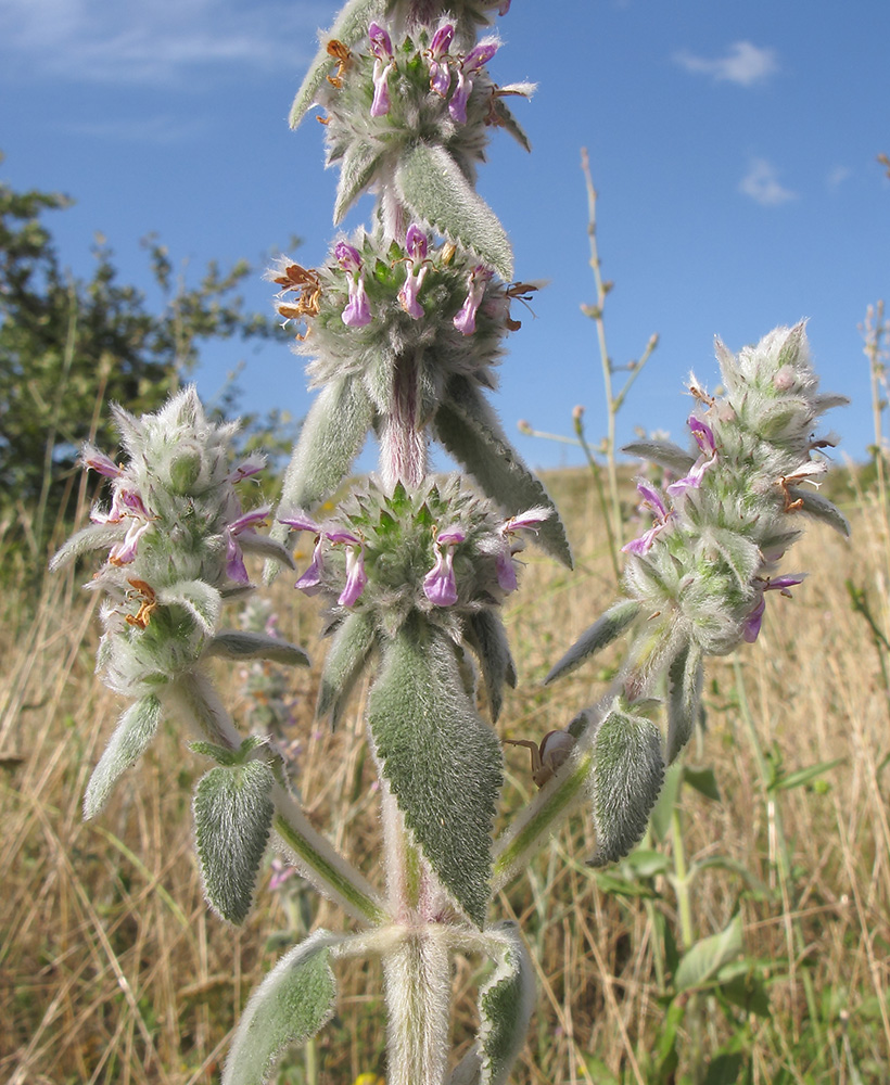 Image of Stachys velata specimen.