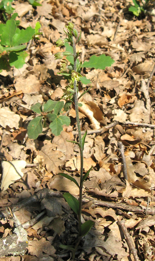 Image of Epipactis microphylla specimen.