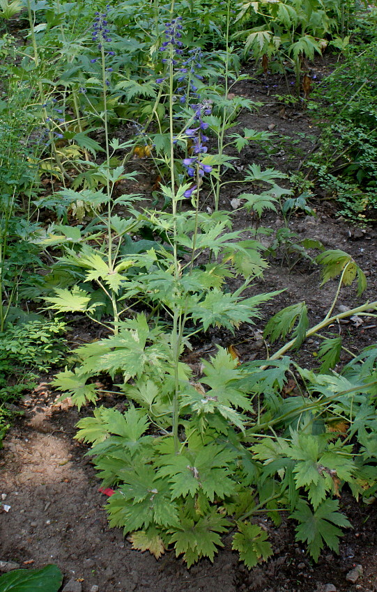 Изображение особи Delphinium ceratophorum.