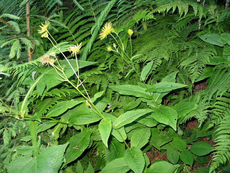 Image of Doronicum austriacum specimen.