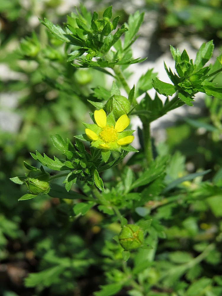 Изображение особи Potentilla supina ssp. paradoxa.