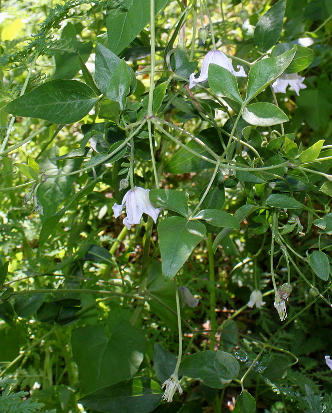 Изображение особи род Clematis.