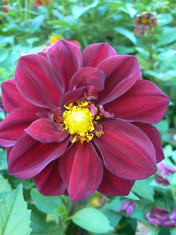 Изображение особи Dahlia pinnata.