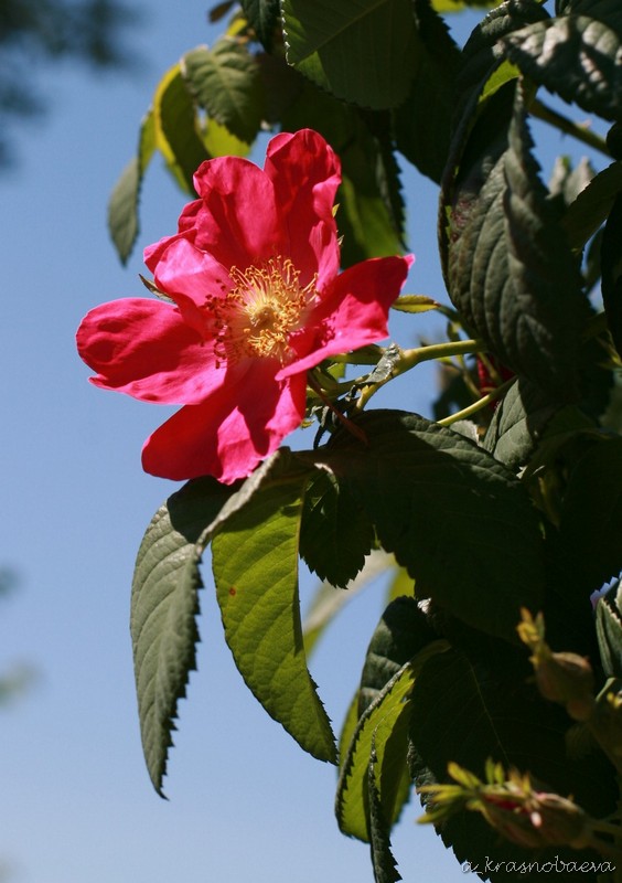 Image of genus Rosa specimen.