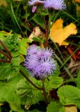 Ageratum houstonianum